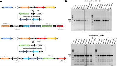 A versatile genomic transgenesis platform with enhanced λ integrase for human Expi293F cells